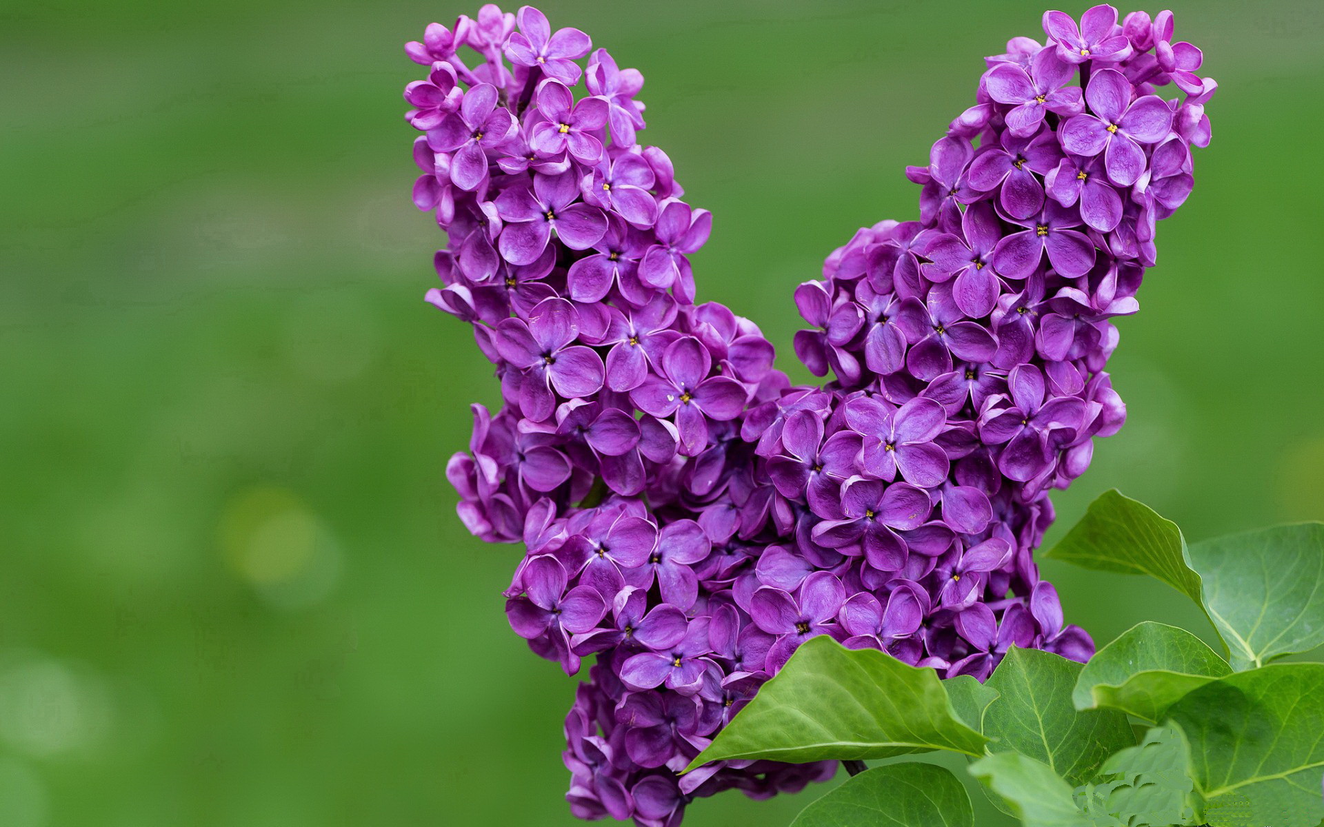 九游娱乐官网-澳大利亚队未来发展如何借助乒乓文化的推广获得突破，澳大利亚 乒乓球 lay