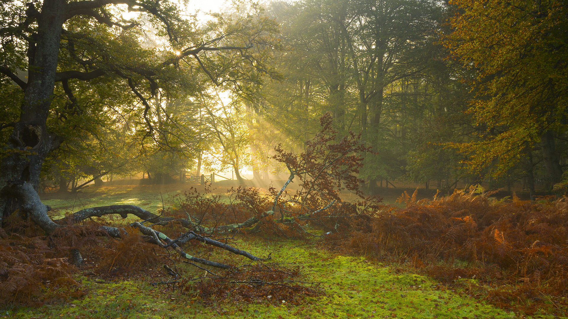 罗马尼亚队赛制策略:团体比赛中的角色分配与战术部署,罗马尼亚球队厉害吗