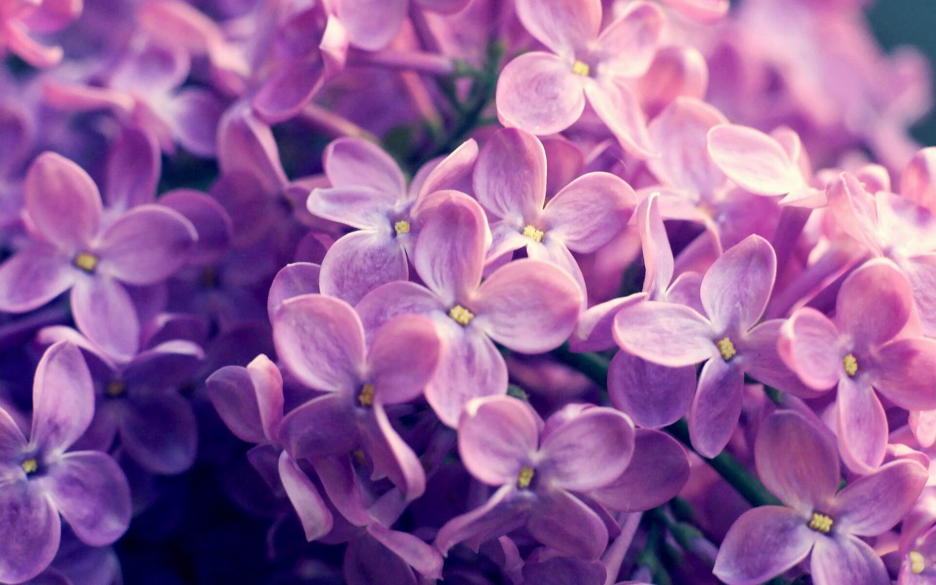 九游体育线上-乔纳·隆戈：全黑队的“恐怖边锋”，橄榄球场上的绝对主宰