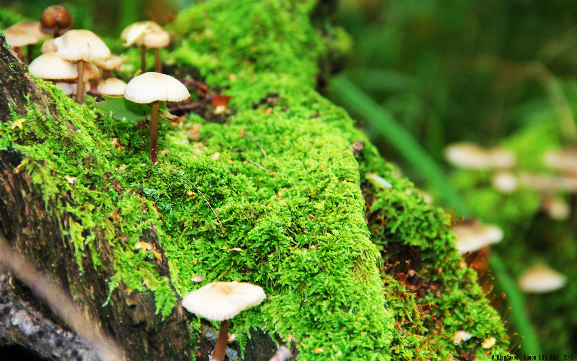 九游娱乐网站-官方发布全新主场战袍设计灵感来源于俱乐部百年文化传承